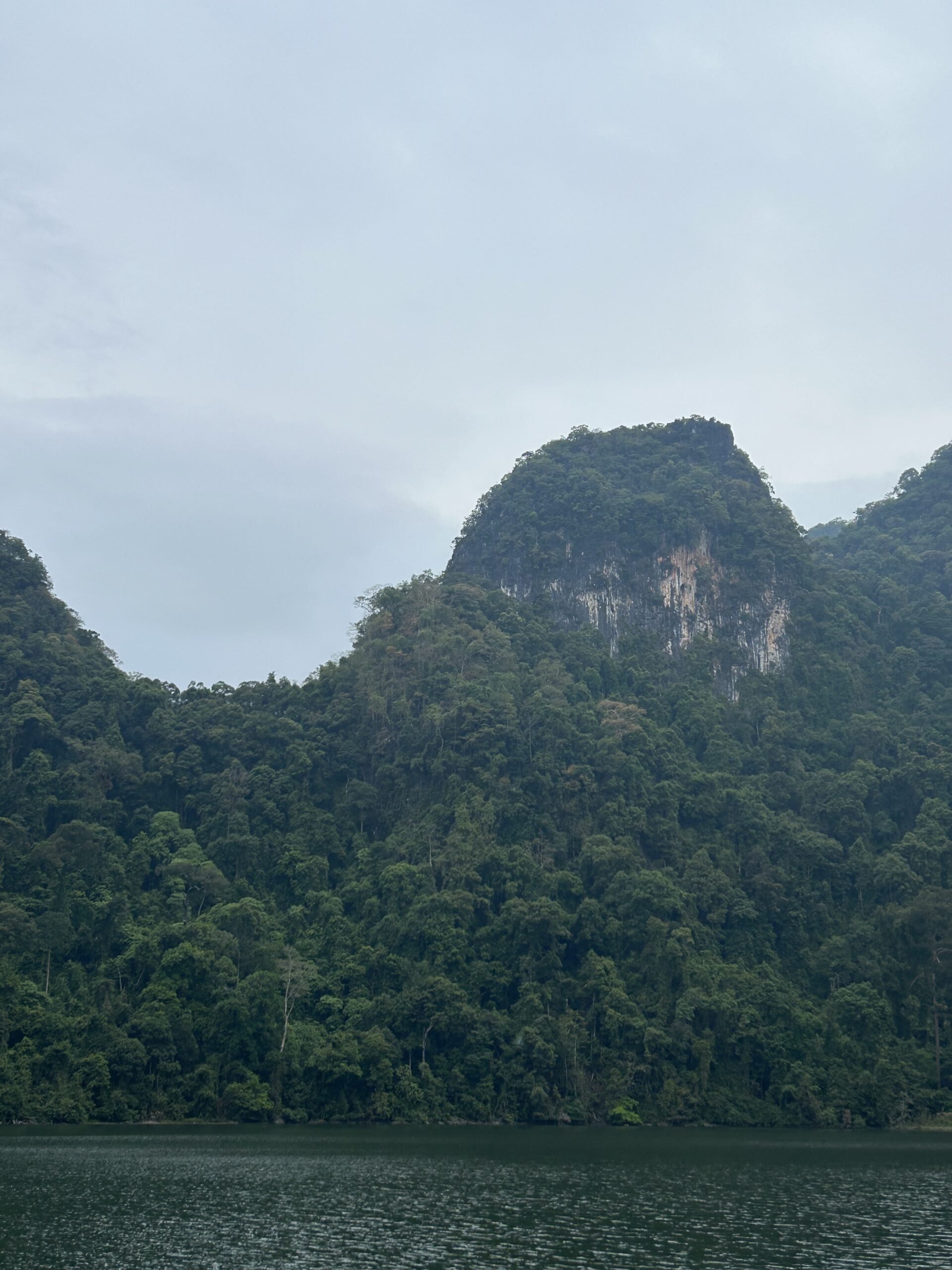 Las deszczowy las namorzynowy w Malezji, na wyspie Langkawi